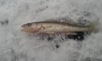 Pike perch — Neman River