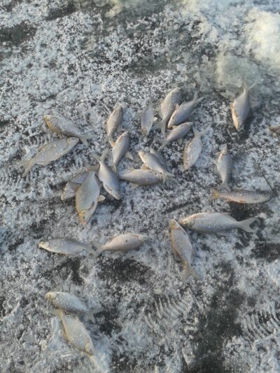 Silver Bream ×40 — Minija