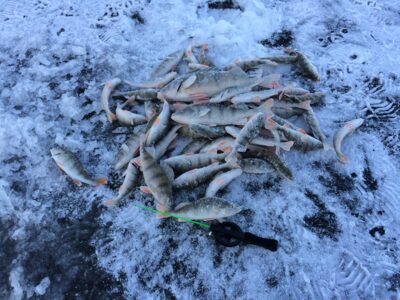 Eurasian perch ×57 — Danė