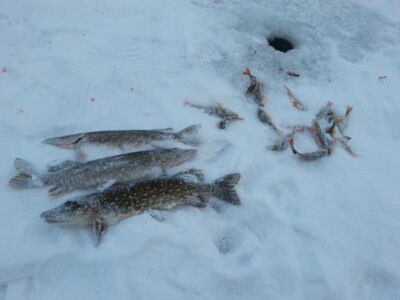 Northern Pike ×3