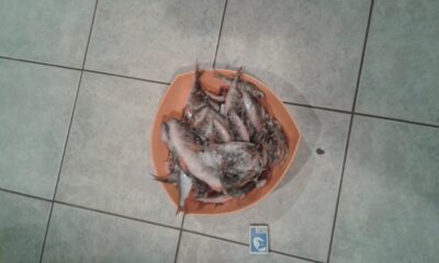 Eurasian perch ×75