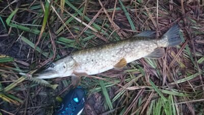 Northern Pike, 4.2 kg