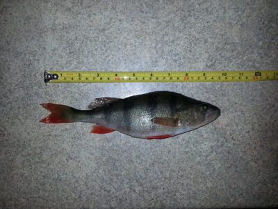 Eurasian perch, 0.2 kg — Asveja