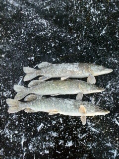 Northern Pike ×6