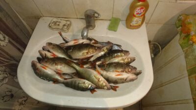 Eurasian perch — Dusia