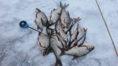 Carp bream, 1.9 kg