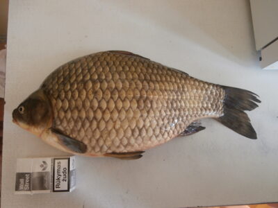 Crucian carp, 2.0 kg — Gondingos HE