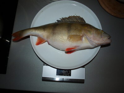 Eurasian perch, 0.9 kg
