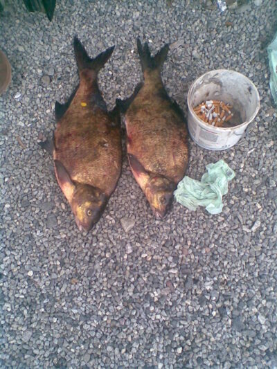 Carp bream, 5.2 kg