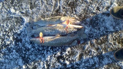 Northern Pike