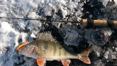 Eurasian perch — Gackų