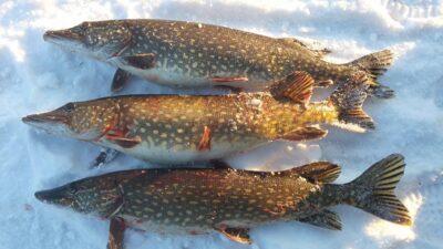 Northern Pike, 2.9 kg