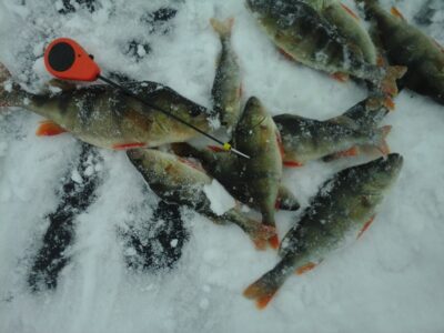 Eurasian perch ×11