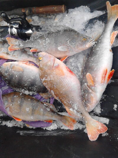 Eurasian perch ×6 — Kaunas reservoir