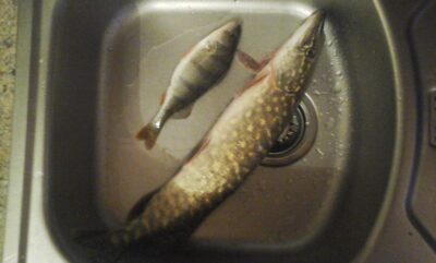 Northern Pike, 0.9 kg