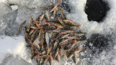 Eurasian perch ×49