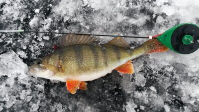 Eurasian perch — Elektrėnai reservoir