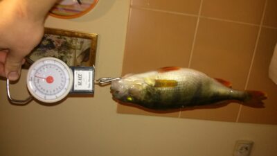 Eurasian perch, 0.9 kg — Zelionkos
