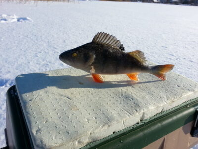 Eurasian perch, 0.2 kg — Pikeliškiai