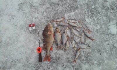 Eurasian perch, 0.9 kg — Veprių
