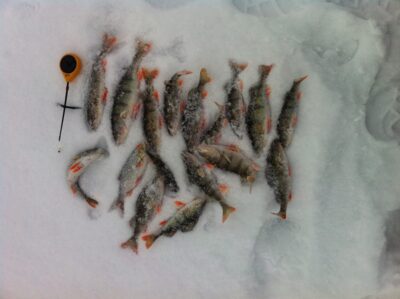 Eurasian perch ×16