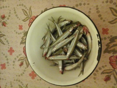 European smelt ×30 — Klykių