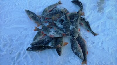 Eurasian perch ×20