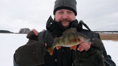 Eurasian perch — Elektrėnai reservoir