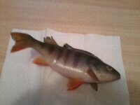Eurasian perch