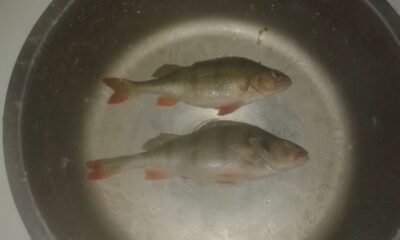 Eurasian perch
