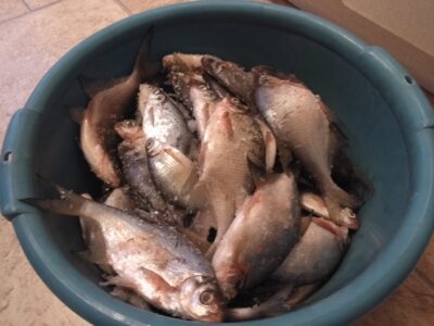 Carp bream ×50 — Kupiškio