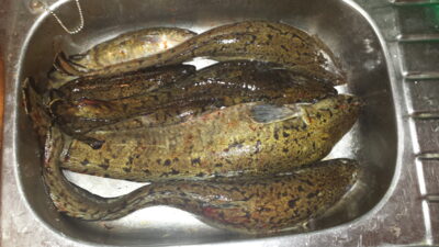 Burbot ×20