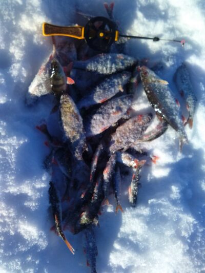 Roach, 1.5 kg — Samavas