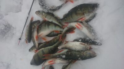 Eurasian perch ×23 — Lavysas