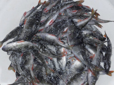 Eurasian perch, 0.3 kg