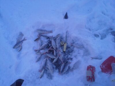 Roach ×42