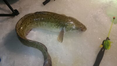 Burbot, 2.5 kg