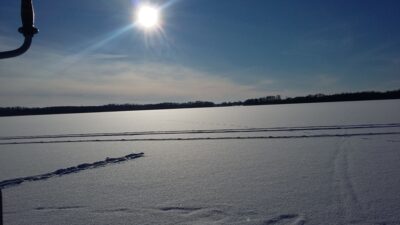 Eurasian perch — Širvio