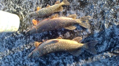Northern Pike