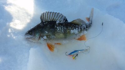 Eurasian perch — Neprėkšta
