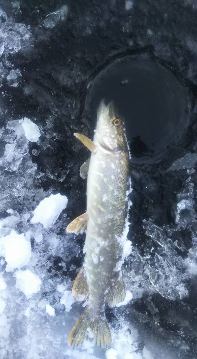Northern Pike