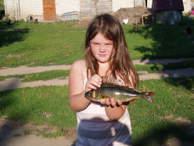 Eurasian perch, 0.5 kg — Skuistas