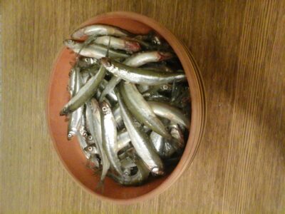 European smelt ×90 — Klykių