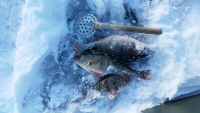 Eurasian perch, 1.5 kg — Kaunas reservoir