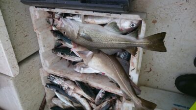 Atlantic cod — Norwegian Sea