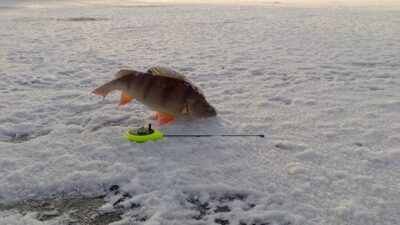 Eurasian perch