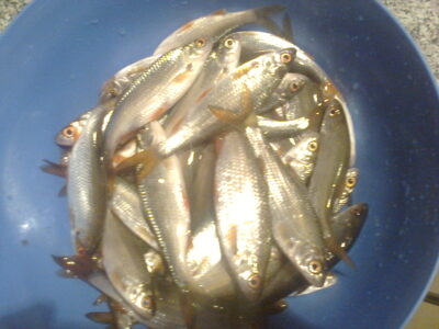 Roach ×50 — Kretuonas