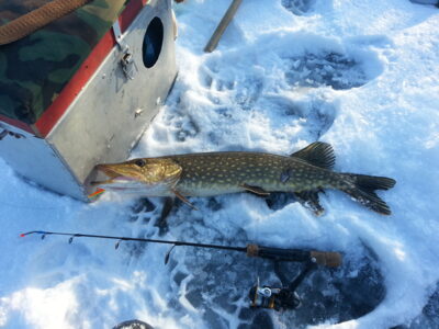 Northern Pike, 1.5 kg