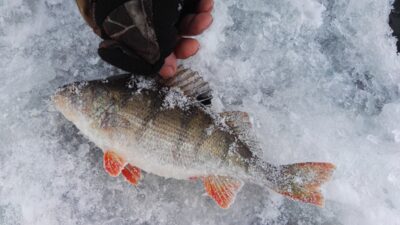 Eurasian perch, 0.5 kg — Kaunas reservoir