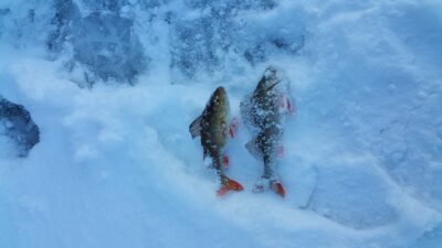 Eurasian perch ×2 — Graužės III-asis